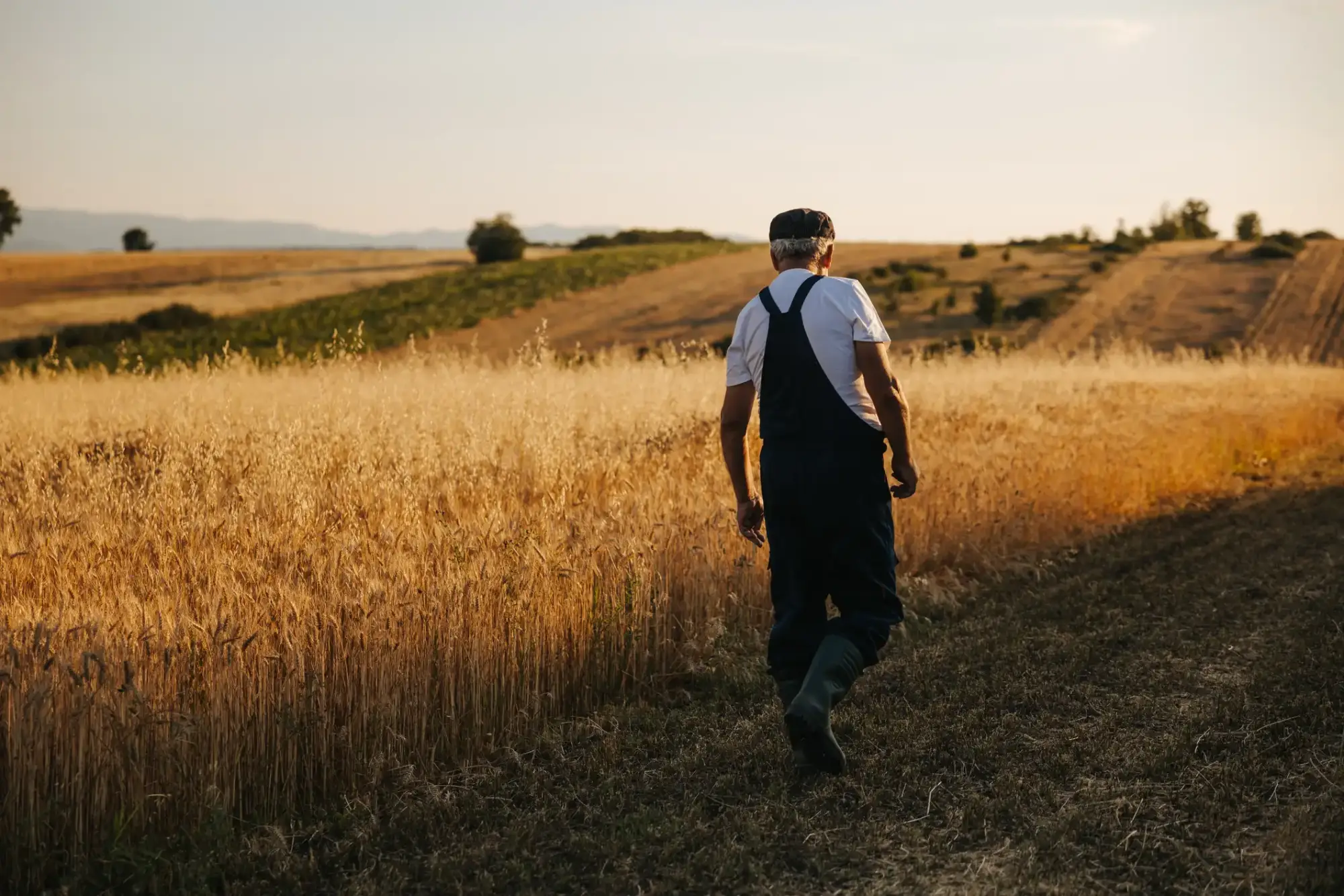 Pagès caminant al costat d'un camp de cereal al capvespre